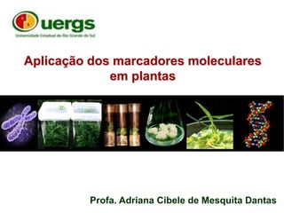 Aplicação dos marcadores moleculares
em plantas
Profa. Adriana Cibele de Mesquita Dantas
 