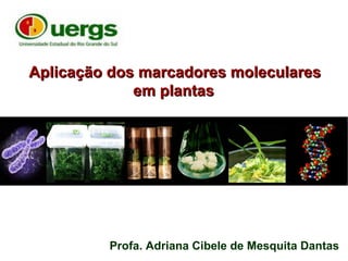 Aplicação dos marcadores moleculares
             em plantas




         Profa. Adriana Cibele de Mesquita Dantas
 