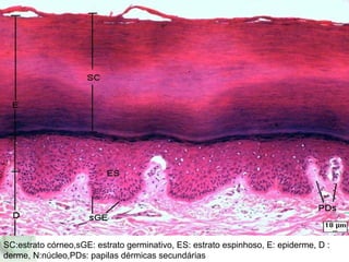 SC:estrato córneo,sGE: estrato germinativo, ES: estrato espinhoso, E: epiderme, D :
derme, N:núcleo,PDs: papilas dérmicas secundárias
 