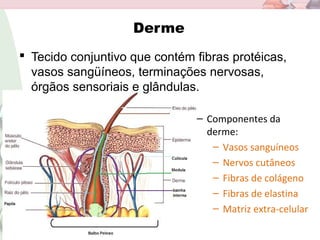 Derme
 Tecido conjuntivo que contém fibras protéicas,
vasos sangüíneos, terminações nervosas,
órgãos sensoriais e glândulas.
– Componentes da
derme:
– Vasos sanguíneos
– Nervos cutâneos
– Fibras de colágeno
– Fibras de elastina
– Matriz extra-celular
 