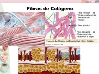 Fibras de Colágeno
 
