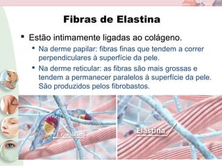 Fibras de Elastina
 Estão intimamente ligadas ao colágeno.
 Na derme papilar: fibras finas que tendem a correr
perpendiculares à superfície da pele.
 Na derme reticular: as fibras são mais grossas e
tendem a permanecer paralelos à superfície da pele.
São produzidos pelos fibrobastos.
 
