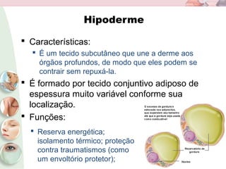 Hipoderme
 Características:
 É um tecido subcutâneo que une a derme aos
órgãos profundos, de modo que eles podem se
contrair sem repuxá-la.
 É formado por tecido conjuntivo adiposo de
espessura muito variável conforme sua
localização.
 Funções:
 Reserva energética;
isolamento térmico; proteção
contra traumatismos (como
um envoltório protetor);
 