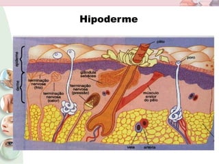 Hipoderme
 