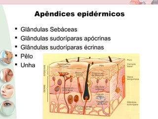 Apêndices epidérmicos
 Glândulas Sebáceas
 Glândulas sudoríparas apócrinas
 Glândulas sudoríparas écrinas
 Pêlo
 Unha
 