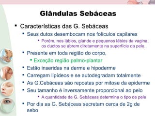 Glândulas Sebáceas
 Características das G. Sebáceas
 Seus dutos desembocam nos folículos capilares
 Porém, nos lábios, glande e pequenos lábios da vagina,
os ductos se abrem diretamente na superfície da pele.
 Presente em toda região do corpo,
 Exceção região palmo-plantar
 Estão inseridas na derme e hipoderme
 Carregam lipídeos e se autodegradam totalmente
 As G.Cebáceas são repostas por mitose da epiderme
 Seu tamanho é inversamente proporcional ao pelo
 A quantidade de G. Sebáceas determina o tipo de pele
 Por dia as G. Sebáceas secretam cerca de 2g de
sebo
 