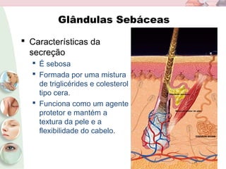 Glândulas Sebáceas
 Características da
secreção
 É sebosa
 Formada por uma mistura
de triglicérides e colesterol
tipo cera.
 Funciona como um agente
protetor e mantém a
textura da pele e a
flexibilidade do cabelo.
 