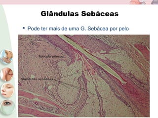 Glândulas Sebáceas
 Pode ter mais de uma G. Sebácea por pelo
 
