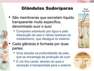 Glândulas Sudoríparas
 São membranas que secretam líquido
transparente muito específico,
denominado suor o suor
 Composto sobretudo por água e pela
dissolução de sais e vários resíduos do
metabolismo, que deságua no exterior.
 Cada glândula é formada por duas
partes:
 Uma situada na profundidade da pele,
que se encarrega da produção do suor
 E um fino canal, através do qual a
secreção é transportada para o exterior
 