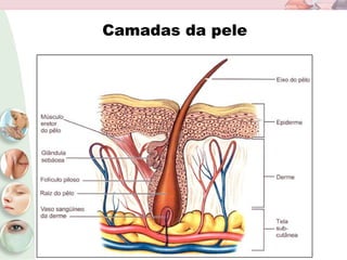 Camadas da pele
 