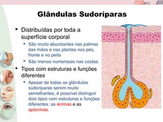 Glândulas Sudoríparas
 Distribuídas por toda a
superfície corporal
 São muito abundantes nas palmas
das mãos e nas plantas nos pés,
fronte e no peito
 São menos numerosas nas costas.
 Tipos com estruturas e funções
diferentes
 Apesar de todas as glândulas
sudoríparas serem muito
semelhantes, é possível distinguir
dois tipos com estruturas e funções
diferentes: as écrinas e as
apócrinas.
 