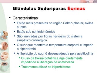 Glândulas Sudoríparas Écrinas
 Características
 Estão mais presentes na região Palmo-plantar, axilas
e testa
 Estão sob controle térmico
 São inervadas por fibras nervosas do sistema
simpático colinérgico.
 O suor que mantém a temperatura corporal e impede
a hipertermia
 A liberação do suor é desencadeada pela acetilcolina
 O uso da toxina botulínica age diretamente
impedindo a liberação de acetilcolina
 Tratamento eficaz na Hiperhidrose
 
