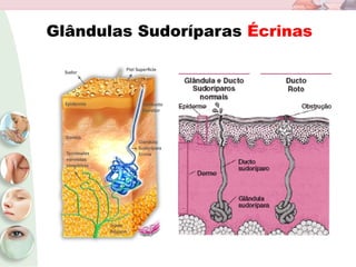 Glândulas Sudoríparas Écrinas
 