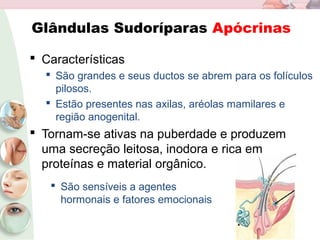 Glândulas Sudoríparas Apócrinas
 Características
 São grandes e seus ductos se abrem para os folículos
pilosos.
 Estão presentes nas axilas, aréolas mamilares e
região anogenital.
 Tornam-se ativas na puberdade e produzem
uma secreção leitosa, inodora e rica em
proteínas e material orgânico.
 São sensíveis a agentes
hormonais e fatores emocionais
 