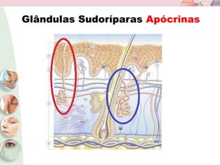 Glândulas Sudoríparas Apócrinas
 