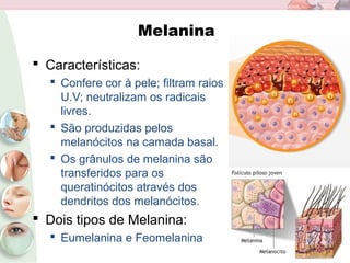 Melanina
 Características:
 Confere cor à pele; filtram raios
U.V; neutralizam os radicais
livres.
 São produzidas pelos
melanócitos na camada basal.
 Os grânulos de melanina são
transferidos para os
queratinócitos através dos
dendritos dos melanócitos.
 Dois tipos de Melanina:
 Eumelanina e Feomelanina
 
