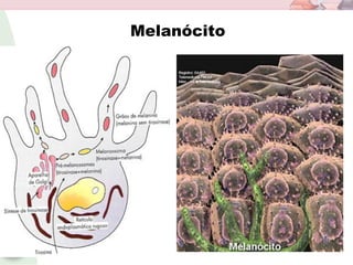 Melanócito
 
