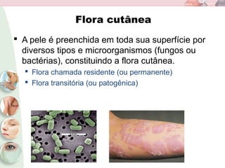 Flora cutânea
 A pele é preenchida em toda sua superfície por
diversos tipos e microorganismos (fungos ou
bactérias), constituindo a flora cutânea.
 Flora chamada residente (ou permanente)
 Flora transitória (ou patogênica)
 