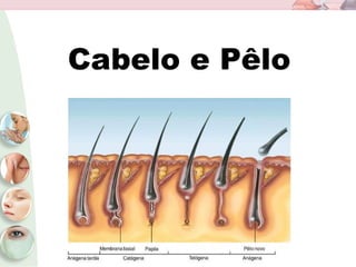 Cabelo e Pêlo
 