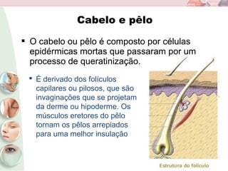 Cabelo e pêlo
 O cabelo ou pêlo é composto por células
epidérmicas mortas que passaram por um
processo de queratinização.
 É derivado dos folículos
capilares ou pilosos, que são
invaginações que se projetam
da derme ou hipoderme. Os
músculos eretores do pêlo
tornam os pêlos arrepiados
para uma melhor insulação
 