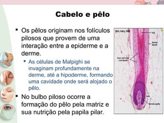 Cabelo e pêlo
 Os pêlos originam nos folículos
pilosos que provem de uma
interação entre a epiderme e a
derme.
 As células de Malpighi se
invaginam profundamente na
derme, até a hipoderme, formando
uma cavidade onde será alojado o
pêlo.
 No bulbo piloso ocorre a
formação do pêlo pela matriz e
sua nutrição pela papila pilar.
 
