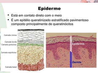 Epiderme
 Está em contato direto com o meio
 É um epitélio queratinizado estratificado pavimentoso
composto principalmente de queratinócitos
 
