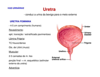 Aula sistema urinário humano com abordagem da fisiologia. | PDF