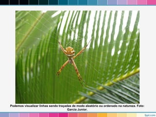 Podemos visualizar linhas sendo traçadas de modo aleatório ou ordenado na natureza. Foto: 
Garcia Junior. 
 