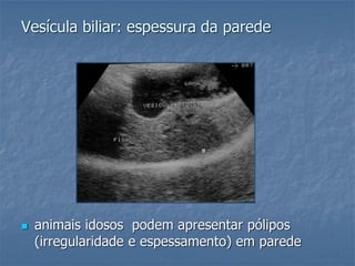 Vesícula biliar: espessura da parede
 animais idosos podem apresentar pólipos
(irregularidade e espessamento) em parede
 