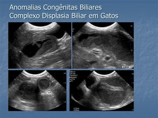 Anomalias Congênitas Biliares
Complexo Displasia Biliar em Gatos
 