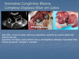 Anomalias Congênitas Biliares
Complexo Displasia Biliar em Gatos
Gato SRD, 5 anos de idade; hiporexia progressiva, aumento de volume abdominal;
Icterícia discreta.
Eutanásia/ necrópsia: ductos biliares intra e extrahepáticos dilatados; hiperplasia biliar;
Fibrose periportal; colangite e colecistite
 