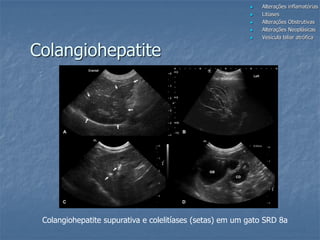  Alterações inflamatórias
 Litíases
 Alterações Obstrutivas
 Alterações Neoplásicas
 Vesícula biliar atrófica
Colangiohepatite supurativa e colelitíases (setas) em um gato SRD 8a
Colangiohepatite
 