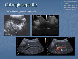  Alterações inflamatórias
 Litíases
 Alterações Obstrutivas
 Alterações Neoplásicas
 Vesícula biliar atrófica
Colangiohepatite
Casos de Colangiohepatite em cães
 