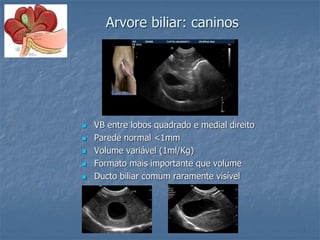 Arvore biliar: caninos
 VB entre lobos quadrado e medial direito
 Parede normal <1mm
 Volume variável (1ml/Kg)
 Formato mais importante que volume
 Ducto biliar comum raramente visível
 