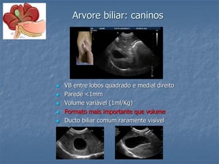 Arvore biliar: caninos
 VB entre lobos quadrado e medial direito
 Parede <1mm
 Volume variável (1ml/Kg)
 Formato mais importante que volume
 Ducto biliar comum raramente visível
 