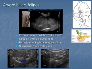 Arvore biliar: felinos
 VB entre fissura no lobo medial direito
 Parede <1mm e Volume <5ml
 Formato mais importante que volume
 Ducto biliar comum até 4mm
 