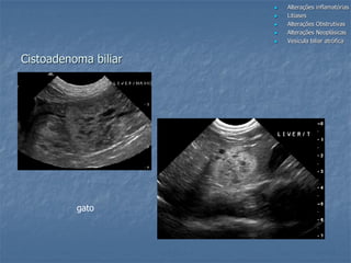 Cistoadenoma biliar
 Alterações inflamatórias
 Litíases
 Alterações Obstrutivas
 Alterações Neoplásicas
 Vesícula biliar atrófica
gato
 