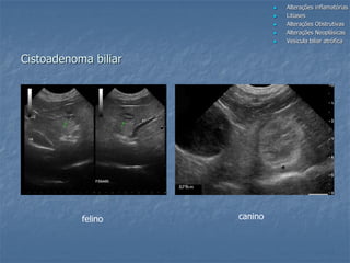 felino
 Alterações inflamatórias
 Litíases
 Alterações Obstrutivas
 Alterações Neoplásicas
 Vesícula biliar atrófica
canino
Cistoadenoma biliar
 