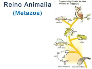 Reino Animalia
(Metazoa)
 