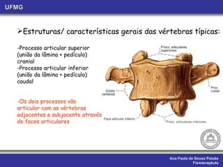 Ana Paula de Sousa Paixão Fisioterapêuta UFMG Estruturas/ características gerais das vértebras típicas: -Processo articular superior (união da lâmina + pedículo) cranial -Processo articular inferior (união da lâmina + pedículo) caudal Os dois processos vão articular com as vértebras adjacentes e subjacente através de faces articulares 