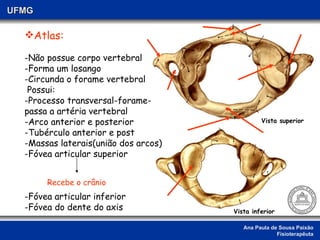 Ana Paula de Sousa Paixão Fisioterapêuta UFMG Vista superior Vista inferior Atlas: Não possue corpo vertebral Forma um losango Circunda o forame vertebral Possui: Processo transversal-forame- passa a artéria vertebral -Arco anterior e posterior -Tubérculo anterior e post -Massas laterais(união dos arcos) -Fóvea articular superior Fóvea articular inferior Fóvea do dente do axis Recebe o crânio 