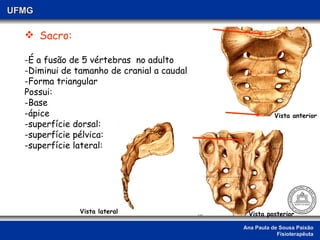 Ana Paula de Sousa Paixão Fisioterapêuta UFMG Sacro: É a fusão de 5 vértebras  no adulto -Diminui de tamanho de cranial a caudal -Forma triangular Possui: Base -ápice -superfície dorsal: -superfície pélvica: -superfície lateral: Vista anterior Vista posterior Vista lateral 