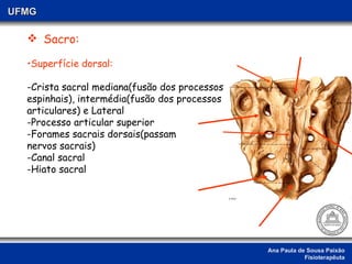 Ana Paula de Sousa Paixão Fisioterapêuta UFMG Sacro: Superfície dorsal: -Crista sacral mediana(fusão dos processos  espinhais), intermédia(fusão dos processos articulares) e Lateral -Processo articular superior -Forames sacrais dorsais(passam nervos sacrais) -Canal sacral -Hiato sacral 