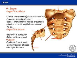 Ana Paula de Sousa Paixão Fisioterapêuta UFMG Sacro: Superfície pélvica: Linhas transversais(disco ossificados) Forames sacrais pélvicos Base - promontório: região projetada anterior da articulação lombossacral -Ápice Superfície lateral: -Superfície auricular -Tuberosidade sacral Cóccix: Fusão de 3 ou 4 vert. Osso irregular afinado Vestígio da cauda  