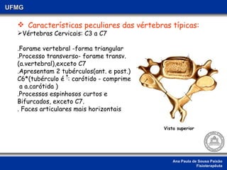Ana Paula de Sousa Paixão Fisioterapêuta UFMG Características peculiares das vértebras típicas: Vértebras Cervicais: C3 a C7 .Forame vertebral -forma triangular .Processo transverso- forame transv. (a.vertebral),exceto C7  .Apresentam 2 tubérculos(ant. e post.) C6*(tubérculo é  : carótido - comprime  a a.carótida ) .Processos espinhosos curtos e  Bifurcados, exceto C7. . Faces articulares mais horizontais Vista superior 
