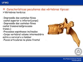 Ana Paula de Sousa Paixão Fisioterapêuta UFMG Características peculiares das vértebras típicas: Vértebras torácica: -Impressão das costelas-fóvea costal superior e inferior(corpo) -Impressão das costelas-fóvea  costal transversal(processo  transv.) -Processos espinhosos inclinados -Corpo vertebral volume intermediário entre a cervical e a lombar  -Faces articulares no plano frontal 