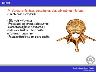 Ana Paula de Sousa Paixão Fisioterapêuta UFMG Características peculiares das vértebras típicas: Vértebras Lombares: -São mais volumosas  -Processos espinhosos são curtos e achatados(plano horizontal) -Não apresentam fóvea costal e forame transverso Faces articulares em plano sagital 