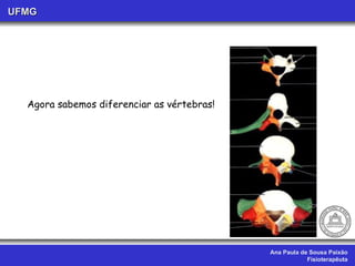 Ana Paula de Sousa Paixão Fisioterapêuta UFMG Agora sabemos diferenciar as vértebras! 