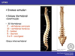 Ana Paula de Sousa Paixão Fisioterapêuta UFMG Iremos estudar:  Coluna Vertebral:  Constituição: 33 Vertebras: 7  - vértebras cervicais 12 – vertebras torácica 5 - lombar 5 - Sacrais 3 a 4 – coccígeas Disco intervertebral 
