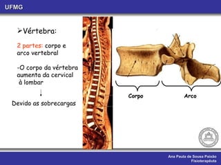Ana Paula de Sousa Paixão Fisioterapêuta UFMG Vértebra: 2 partes:  corpo e  arco vertebral -O corpo da vértebra aumenta da cervical à lombar Devido as sobrecargas  Corpo Arco 